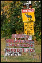 Moose warning a wood for sale signs. Maine, USA ( color)