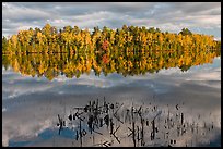 Reeds and trees in fall color reflected in mirror-like water, Greenville Junction. Maine, USA (color)
