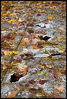 Close-up of aicraft wreck with fallen leaves. Maine, USA