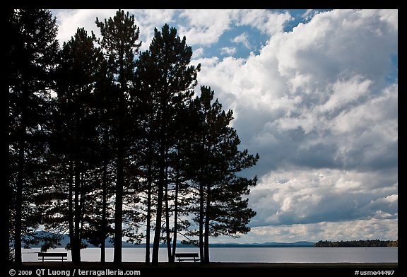 Conifers silhouette and clouds, Lily Bay State Park. Maine, USA