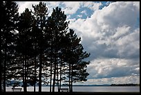 Conifers silhouette and clouds, Lily Bay State Park. Maine, USA ( color)