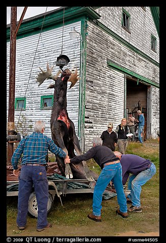 Hunters lifting dead moose for weighting, Kokadjo. Maine, USA