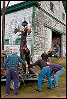 Hunters lifting dead moose for weighting, Kokadjo. Maine, USA (color)
