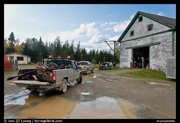Trucks with moose lining up at checking station, Kokadjo. Maine, USA