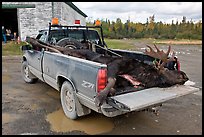 Truck with harvested moose, Kokadjo. Maine, USA (color)