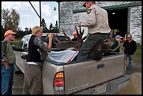 Inspectors recording antler length of killed moose, Kokadjo. Maine, USA (color)