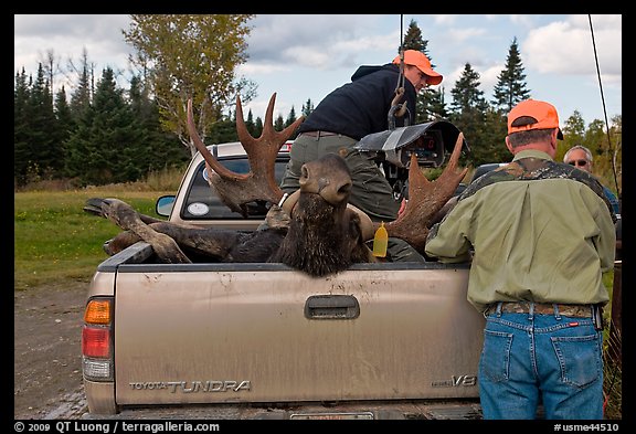 Hunters and tagged moose in back of truck, Kokadjo. Maine, USA (color)