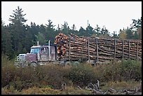 Truck loaded with tree logs. Maine, USA (color)