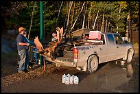 Hunters with moose in back of truck. Maine, USA (color)