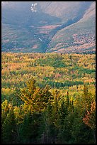 Forested slopes of Mount Katahdin. Baxter State Park, Maine, USA ( color)