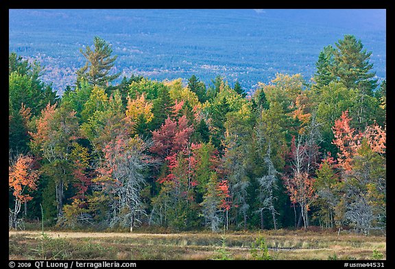 Trees in fall foliage and Katahdin slopes. Maine, USA