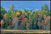 Trees in fall foliage and Katahdin slopes. Maine, USA ( color)