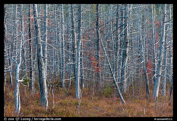 Dense forest of dead standing trees. Maine, USA (color)