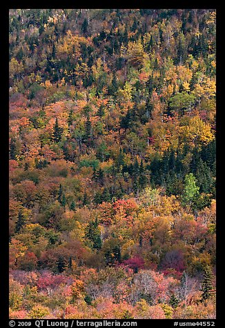Mix of evergreens and trees in autumn foliage on slope. Baxter State Park, Maine, USA