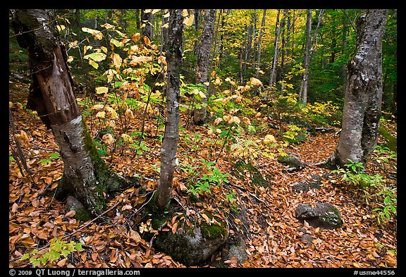 Forest and undergrowth in autumn. Baxter State Park, Maine, USA