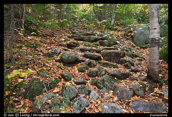 Trail ascending in forest over stones. Baxter State Park, Maine, USA