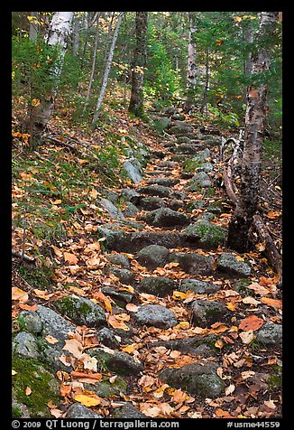 Steep trail paved irregularly with stones. Baxter State Park, Maine, USA