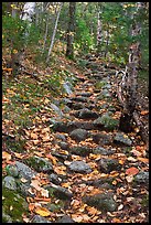 Steep trail paved irregularly with stones. Baxter State Park, Maine, USA (color)
