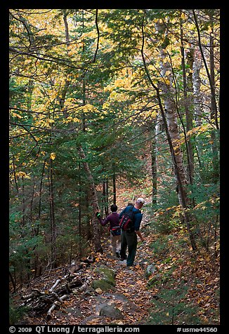 Hikers descend steep trail in forest. Baxter State Park, Maine, USA