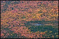 Aerial view of pond and trees in fall foliage. Baxter State Park, Maine, USA ( color)