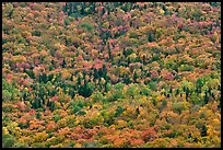 Tree canopy in the fall seen from above. Baxter State Park, Maine, USA (color)