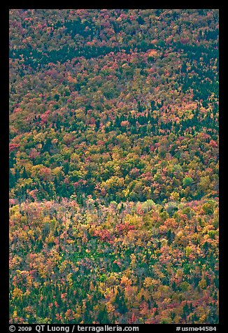 Aerial view of forest in autumn. Baxter State Park, Maine, USA (color)