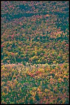 Aerial view of forest in autumn. Baxter State Park, Maine, USA ( color)