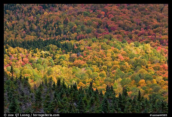 Ridge of conifers and deciduous trees with spotlight. Baxter State Park, Maine, USA