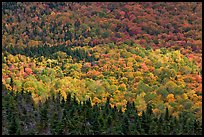 Ridge of conifers and deciduous trees with spotlight. Baxter State Park, Maine, USA ( color)
