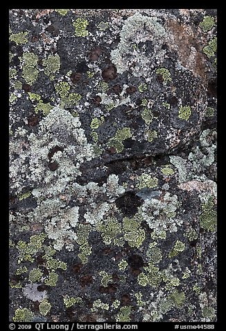 Lichen-covered rocks. Baxter State Park, Maine, USA (color)