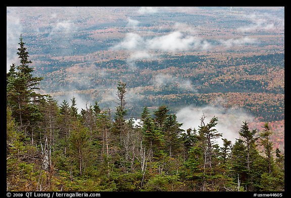 Ridge of conifers, with mixed forest and clouds below. Baxter State Park, Maine, USA (color)