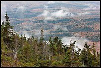 Ridge of conifers, with mixed forest and clouds below. Baxter State Park, Maine, USA ( color)