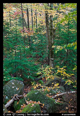 Forest with boulders, evergreen, and trees in autumn color. Baxter State Park, Maine, USA