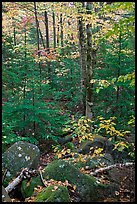 Forest with boulders, evergreen, and trees in autumn color. Baxter State Park, Maine, USA