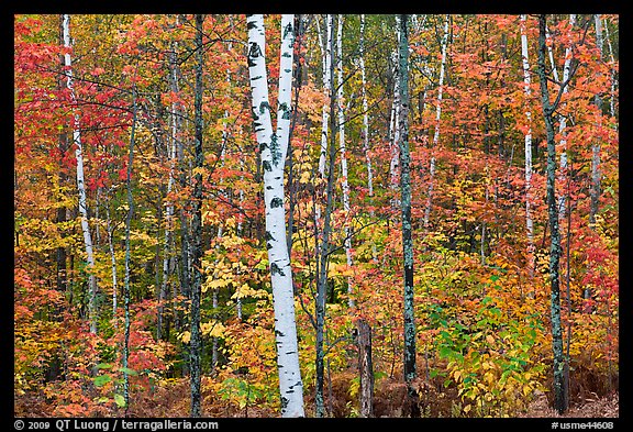 Trees ablaze with fall colors. Maine, USA