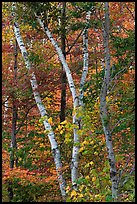 Curving tree trunks and fall foliage. Maine, USA