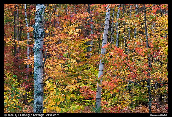Autumn forest scene. Maine, USA