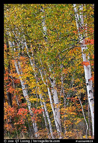 Birch trees in autumn. Baxter State Park, Maine, USA (color)