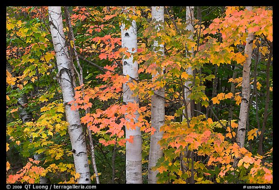 White birch trees and maple leaves in the fall. Baxter State Park, Maine, USA