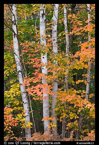 Group of birch trees and maple leaves in autumn. Baxter State Park, Maine, USA (color)
