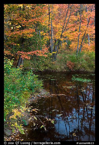 Trees in fall foliage next to pond. Maine, USA