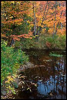 Trees in fall foliage next to pond. Maine, USA (color)
