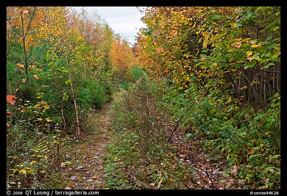 Overgrown road. Allagash Wilderness Waterway, Maine, USA