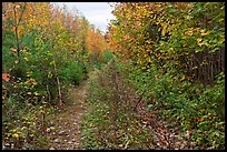 Overgrown road. Allagash Wilderness Waterway, Maine, USA (color)