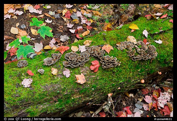 Mushrooms growing on moss-covered log in autumn. Allagash Wilderness Waterway, Maine, USA (color)