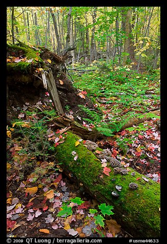 Forest floor with moss-covered log. Allagash Wilderness Waterway, Maine, USA