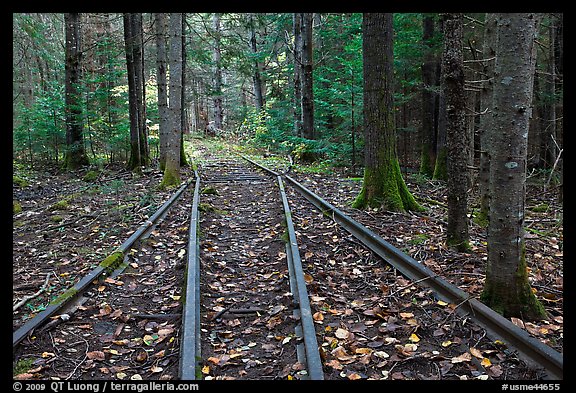 Forest with railroad tracks from bygone logging area. Allagash Wilderness Waterway, Maine, USA