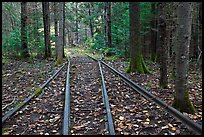 Forest with railroad tracks from bygone logging area. Allagash Wilderness Waterway, Maine, USA (color)