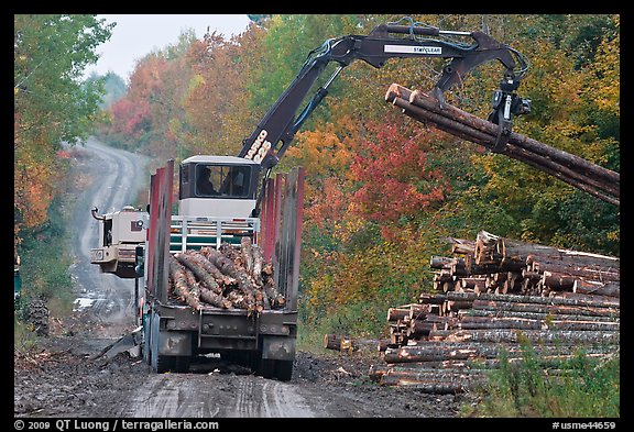 Log loader lifts trunks into log truck. Maine, USA (color)