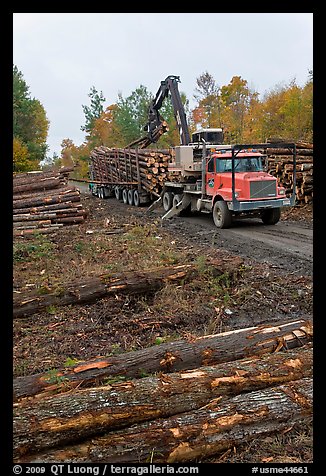 Forestry site with working log truck and log loader. Maine, USA